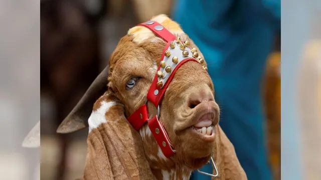 telangana-shocker-dozens-of-goats-maimed-as-man-bites-their-necks-in-bizarre-religious-ritual